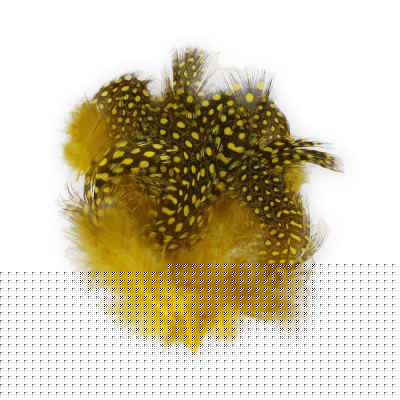 Plumas de Gallina de Guinea
